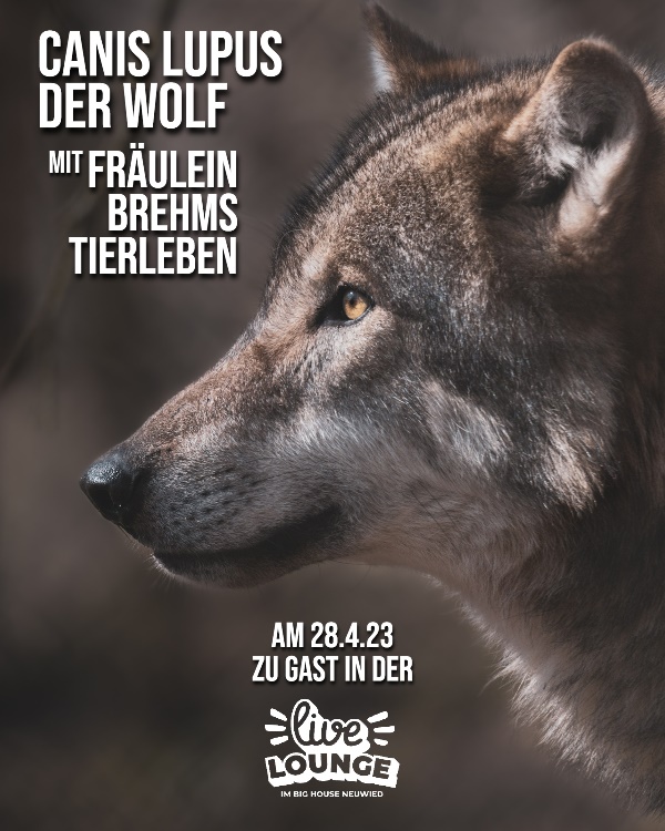 Eine Live Lounge Veranstaltung mit dem Thema: Canis Lupus Der Wolf Mit Fräulein Brehms Tierleben am 28.04.23